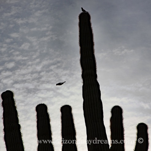 Evening Birds 2
Verde River, Rio Verde, AZ Evening Birds 2
Verde River, Rio Verde, AZ